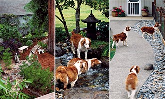 Dog Friendly Landscaping