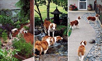 How To Create A Dog Friendly Yard Kg Landscape Management